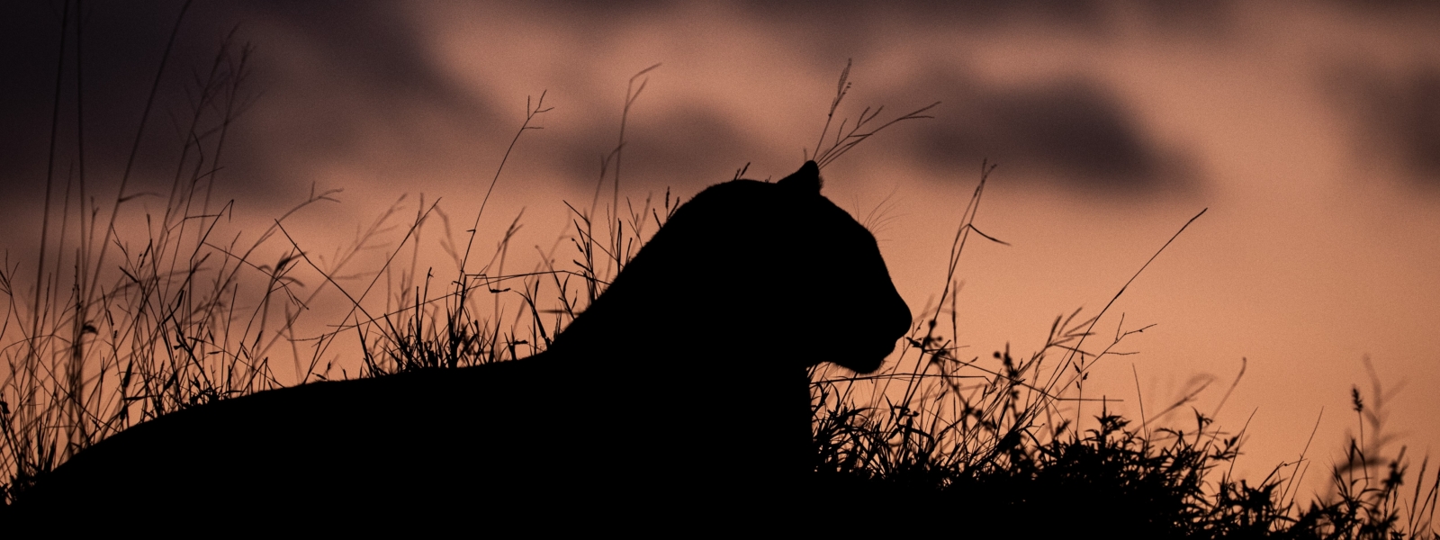 Night game drives n Uganda