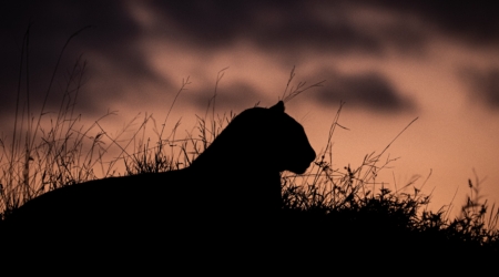 Night game drives n Uganda