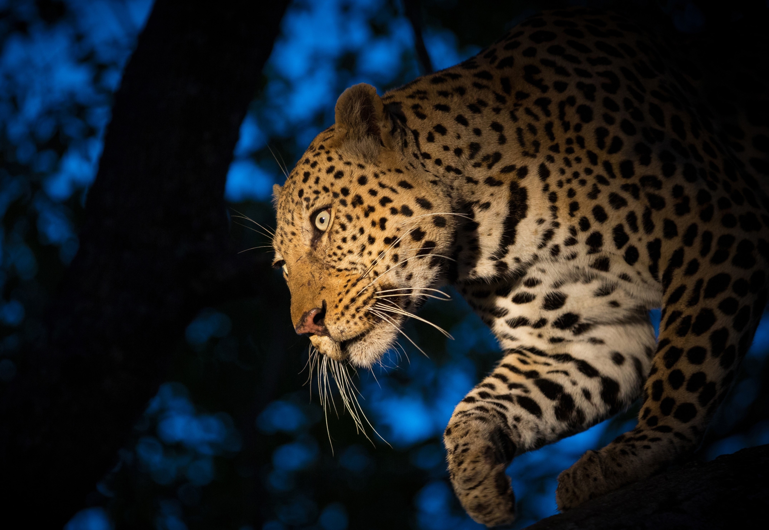 Leopard