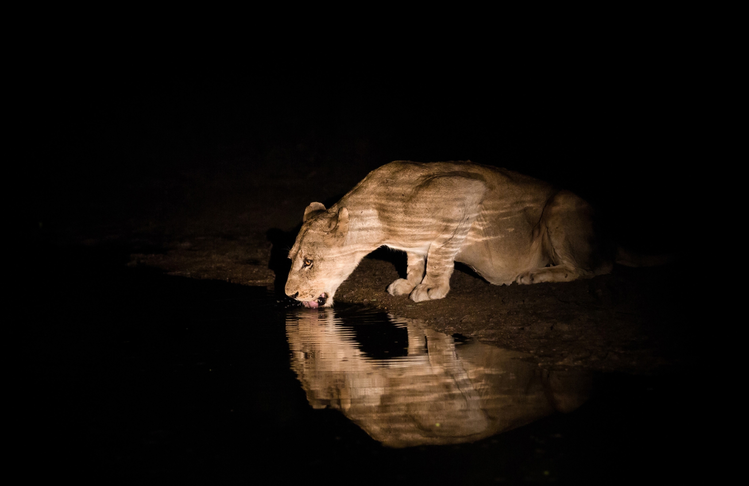 A lioness drinking water after dark 