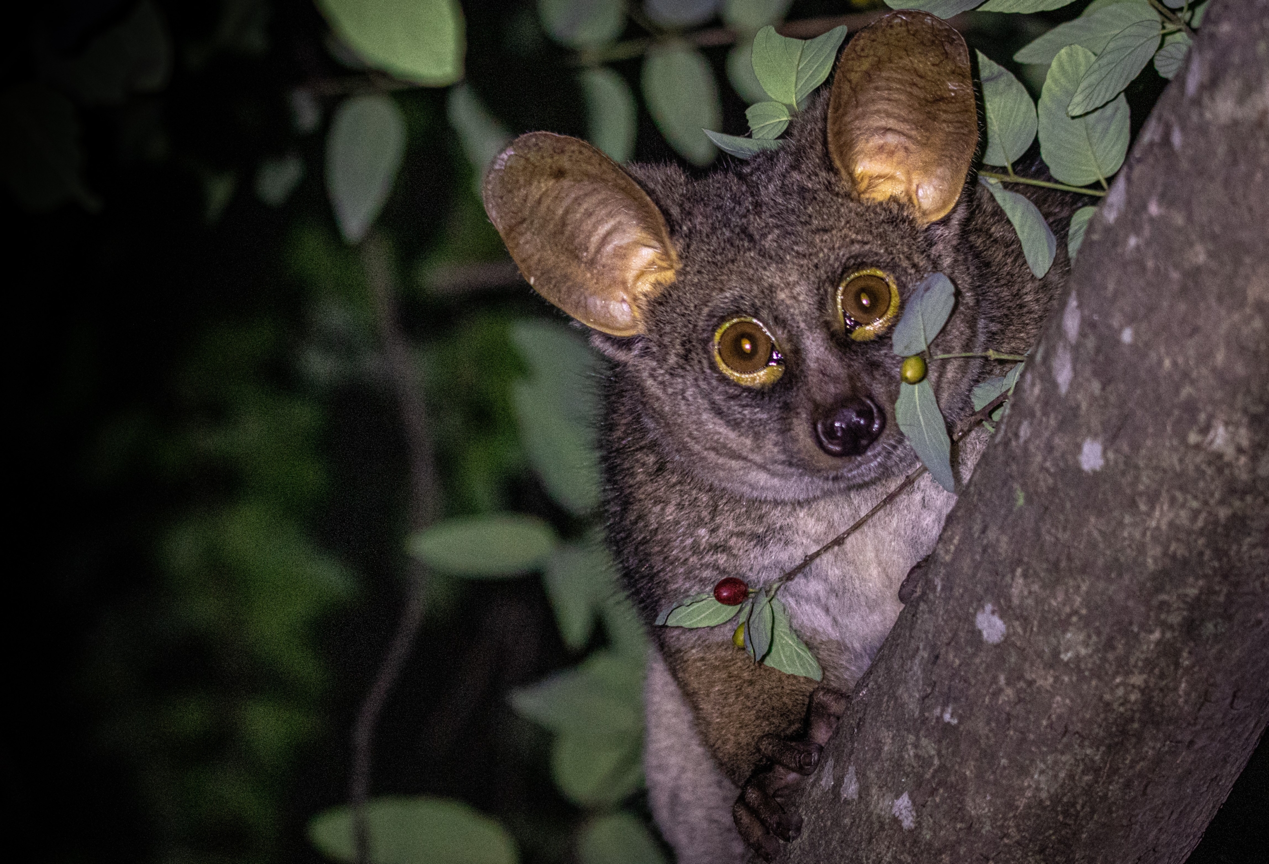 A thick tailed bushbaby