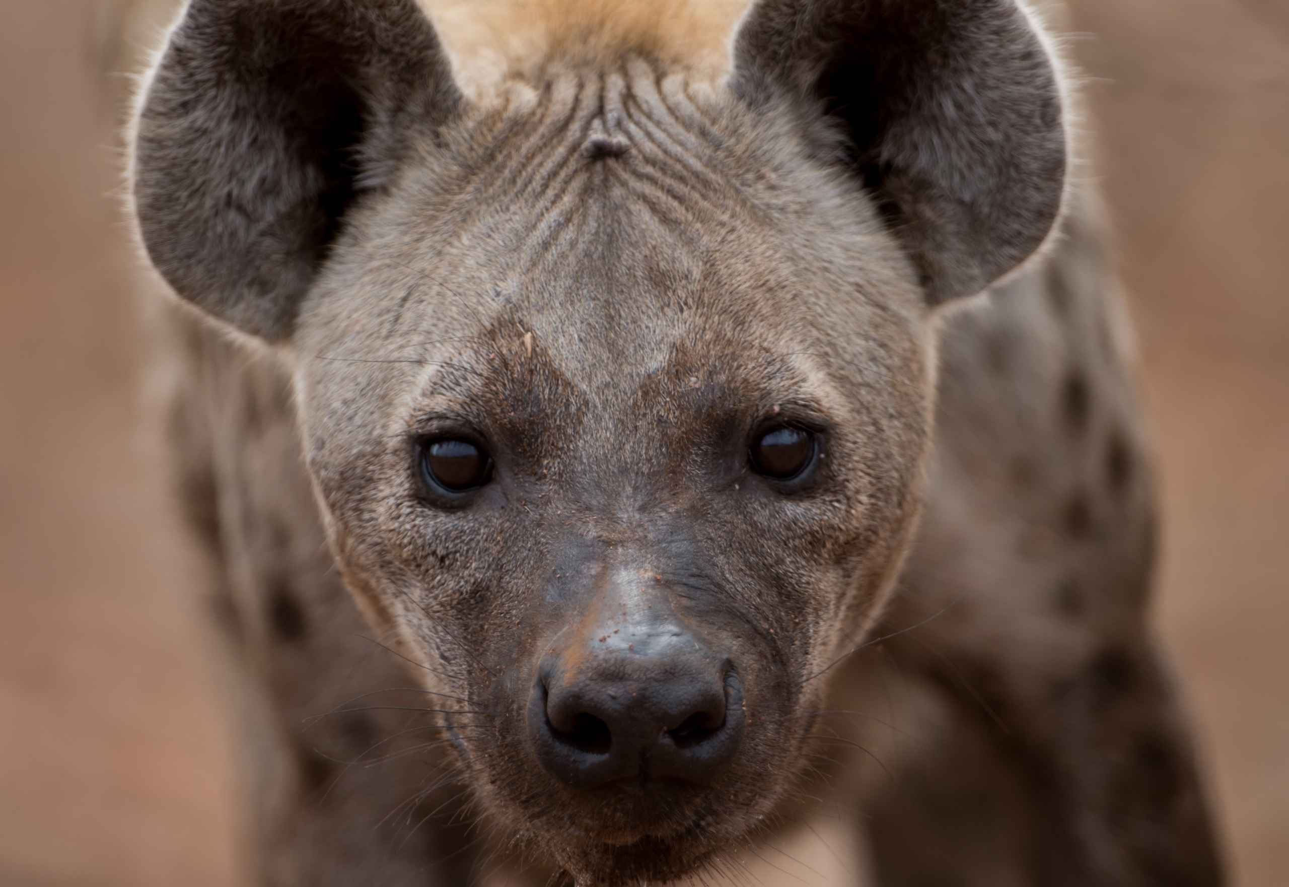 A spotted hyena