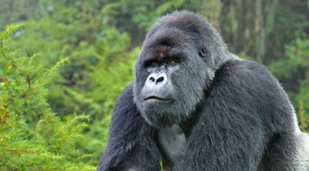 silverback gorilla