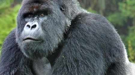 silverback-gorilla