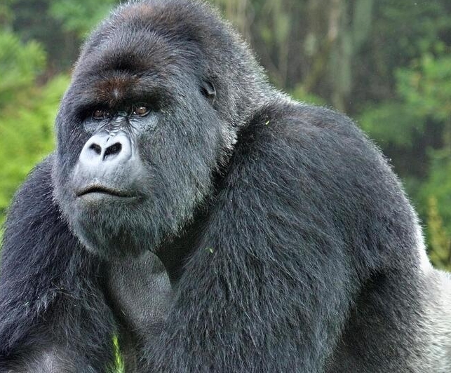 silverback-gorilla