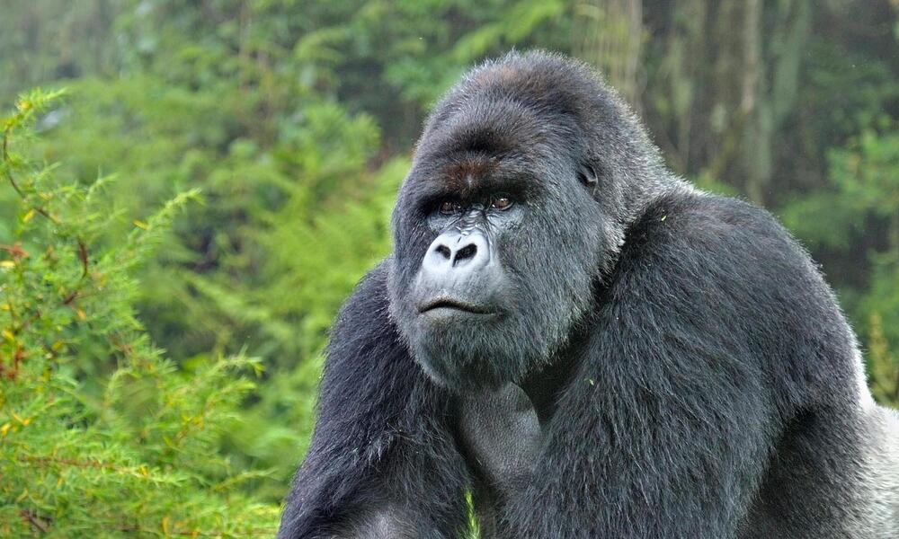 silverback gorilla