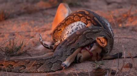 Snakes in Uganda
