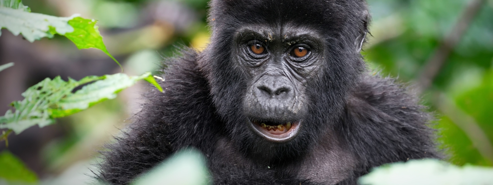 Endangered Mountain Gorillas