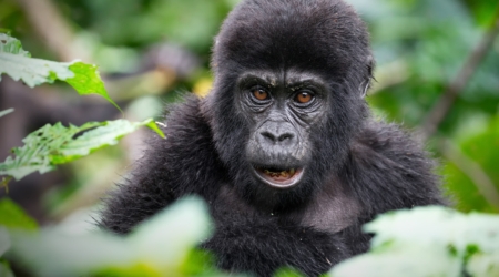 Endangered Mountain Gorillas