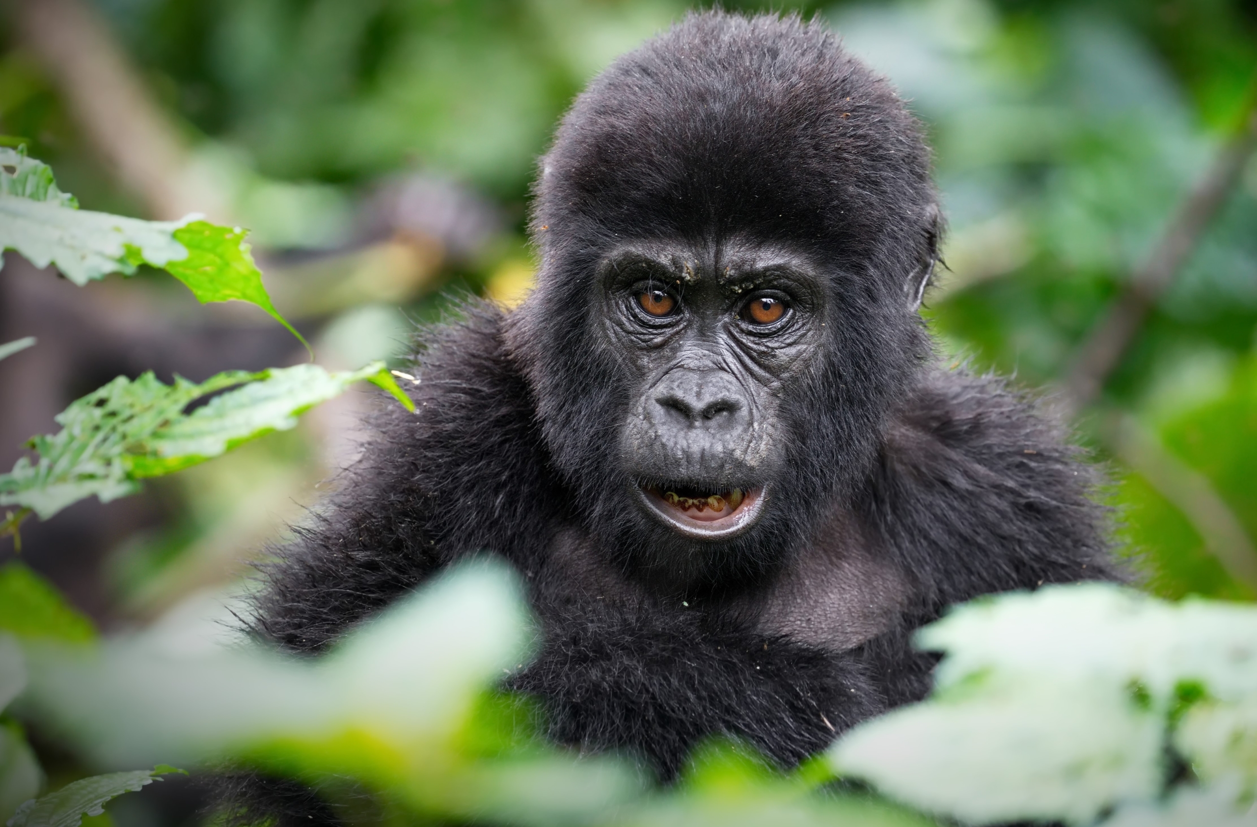 Endangered Mountain Gorillas
