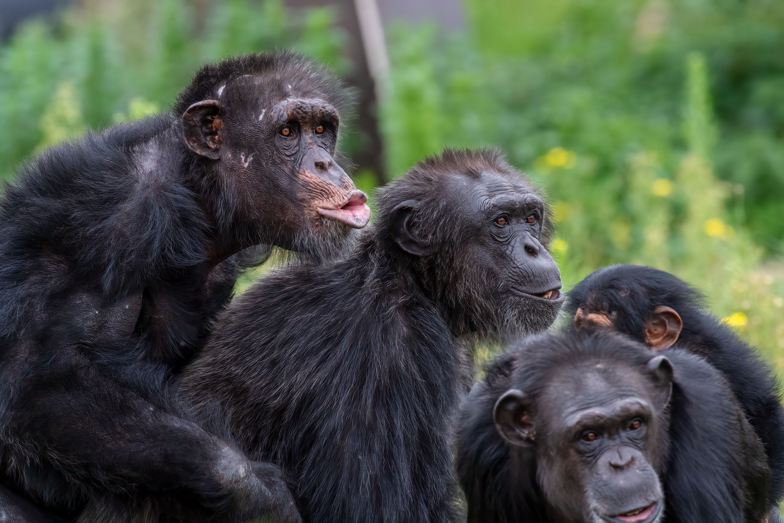 wildlife in Uganda