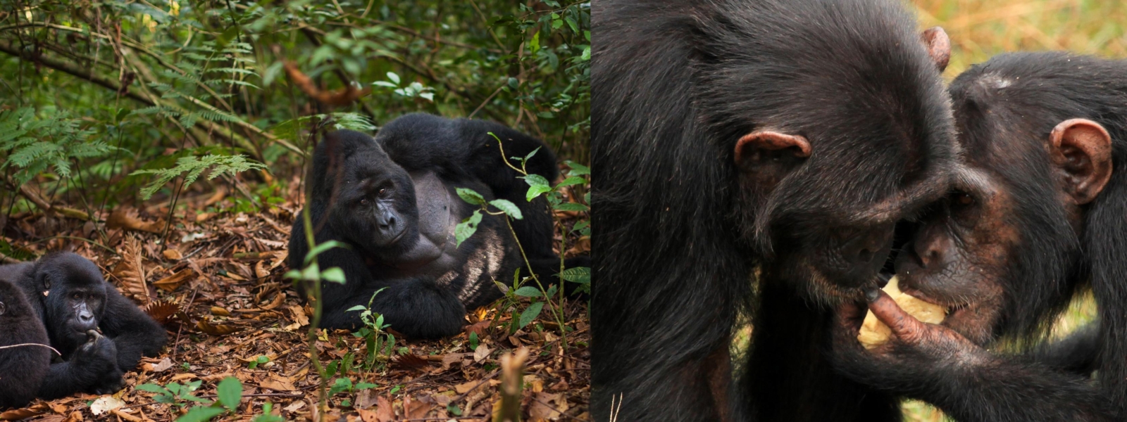 mountain gorillas and chimpanzees