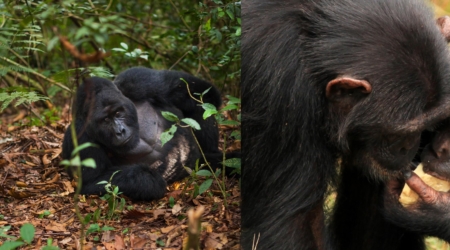 mountain gorillas and chimpanzees