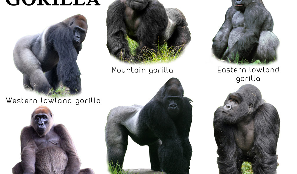 types of gorillas