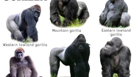 types of gorillas