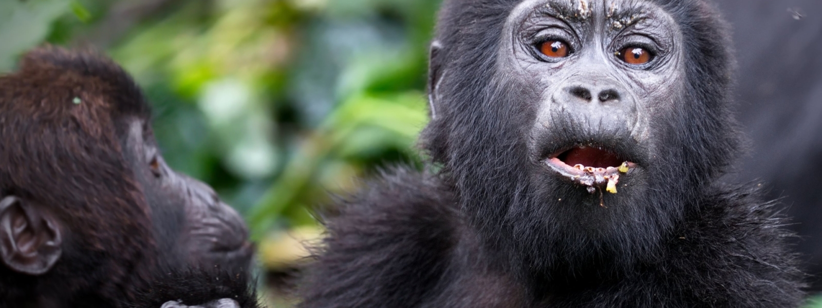 where to go for gorilla trekking
