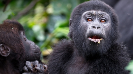 where to go for gorilla trekking