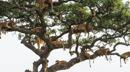 tree climbing lions